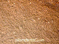 tooth stem cell bangkok