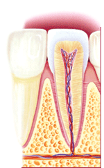 tooth structure