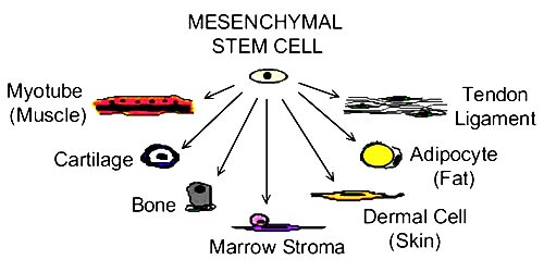 Mesenchymal Stem Cells Lineage