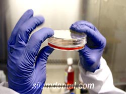 ѡ stem cells ҡѹӹ